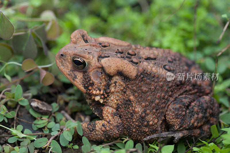 Fowler的蟾蜍/ Anaxyrus fowleri的特写